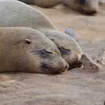 Cape Cross Seal Reserve