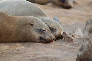 Cape Cross Seal Reserve
