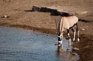 Etosha gazzella beve