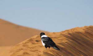 Ucello nel deserto Namibir