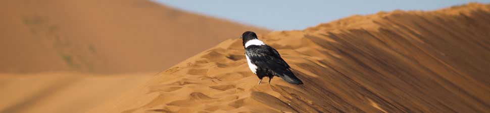 Uccello deserto Namibia